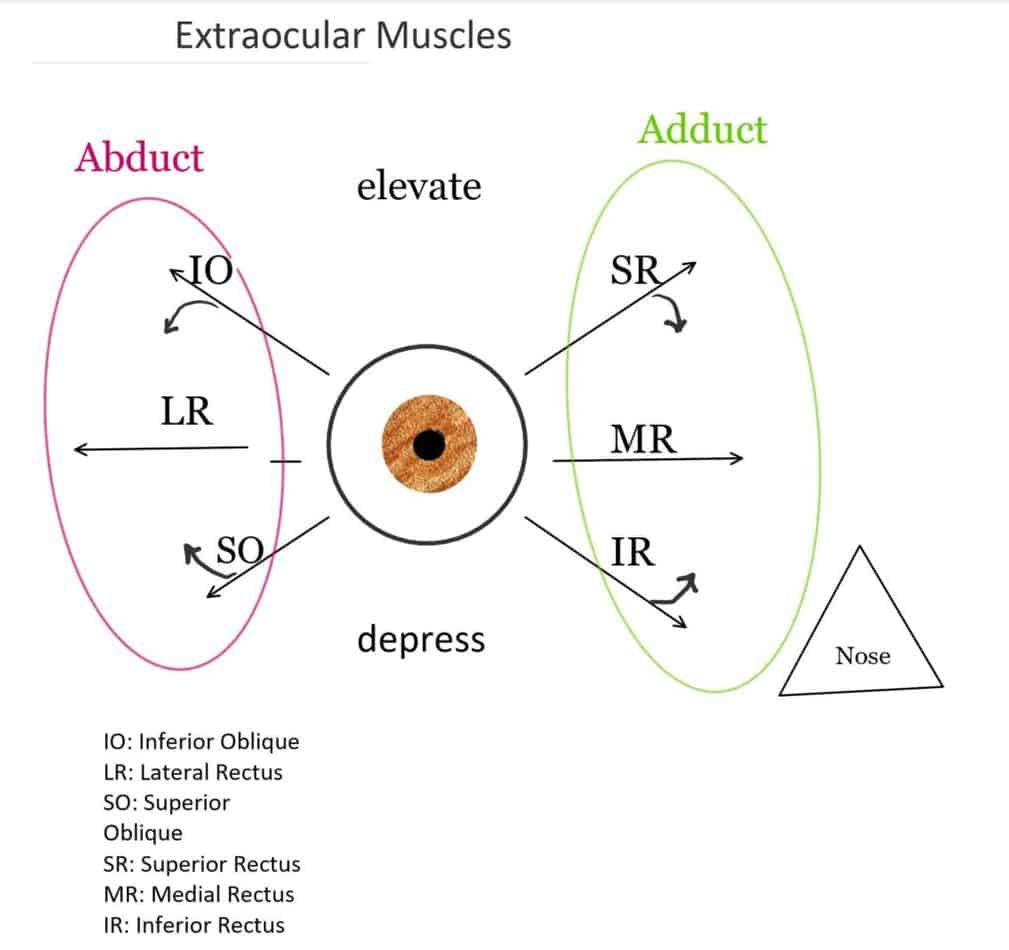 EOM diagram